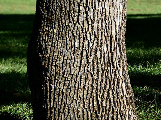 {Fraxinus pennsylvanica}